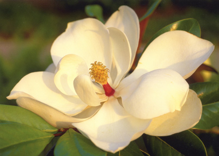 Picture Magnolia Flower on Magnolias